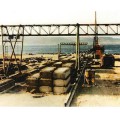 dlh1